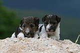 FOX TERRIER 702